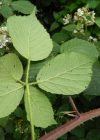 Einzelbild 6 Echte Brombeere - Rubus fruticosus aggr.