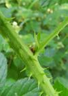 Einzelbild 8 Echte Brombeere - Rubus fruticosus aggr.