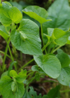 Einzelbild 2 Wunder-Veilchen - Viola mirabilis