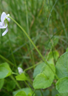 Einzelbild 3 Wunder-Veilchen - Viola mirabilis