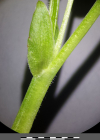 Einzelbild 6 Wunder-Veilchen - Viola mirabilis
