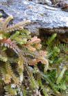 Einzelbild 3 Schweizer Moosfarn - Selaginella helvetica