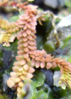Einzelbild 4 Schweizer Moosfarn - Selaginella helvetica