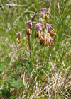 Einzelbild 3 Alpen-Wiesenraute - Thalictrum alpinum