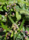 Einzelbild 4 Alpen-Wiesenraute - Thalictrum alpinum