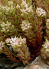 Einzelbild 1 Spanischer Mauerpfeffer - Sedum hispanicum