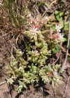 Einzelbild 3 Spanischer Mauerpfeffer - Sedum hispanicum