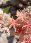 Einzelbild 5 Spanischer Mauerpfeffer - Sedum hispanicum