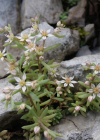 Einzelbild 7 Spanischer Mauerpfeffer - Sedum hispanicum