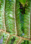 Einzelbild 2 Schuppiger Wurmfarn - Dryopteris affinis