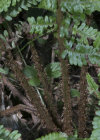 Einzelbild 3 Schuppiger Wurmfarn - Dryopteris affinis