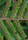 Einzelbild 1 Schuppiger Wurmfarn - Dryopteris affinis
