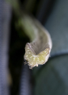 Einzelbild 8 Grosse Klette - Arctium lappa
