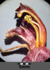 Einzelbild 2 Schlanker Würger - Orobanche gracilis