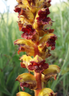 Einzelbild 3 Schlanker Würger - Orobanche gracilis