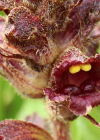 Einzelbild 4 Schlanker Würger - Orobanche gracilis
