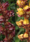 Einzelbild 5 Schlanker Würger - Orobanche gracilis