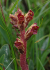 Einzelbild 6 Schlanker Würger - Orobanche gracilis