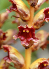 Einzelbild 7 Schlanker Würger - Orobanche gracilis
