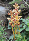 Einzelbild 8 Schlanker Würger - Orobanche gracilis