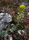 Einzelbild 1 Berg-Steinkraut - Alyssum montanum