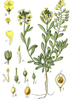 Einzelbild 2 Berg-Steinkraut - Alyssum montanum