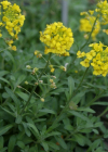 Einzelbild 3 Berg-Steinkraut - Alyssum montanum