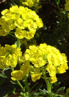 Einzelbild 4 Berg-Steinkraut - Alyssum montanum