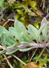 Einzelbild 5 Berg-Steinkraut - Alyssum montanum