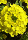 Einzelbild 6 Berg-Steinkraut - Alyssum montanum