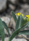 Einzelbild 7 Berg-Steinkraut - Alyssum montanum