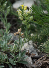 Einzelbild 8 Berg-Steinkraut - Alyssum montanum